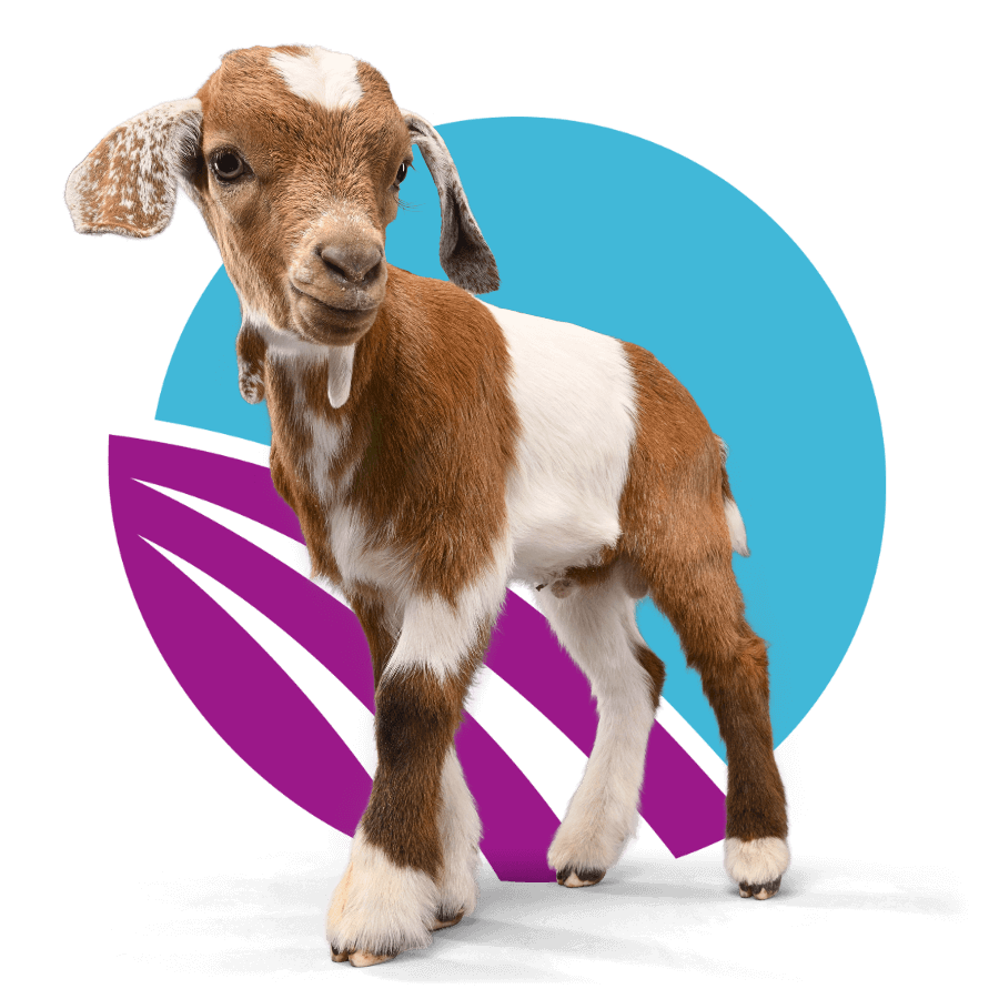baby-goat-in-front-of-abstract-purple-and-blue-circle-design-900px-1 cat reaching up and to the right surrounded by paw and yarn doodles
