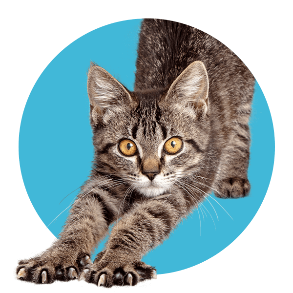 pet wellness icon