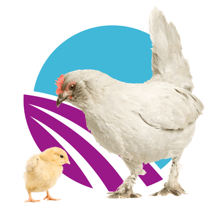 baby-goat-in-front-of-abstract-purple-and-blue-circle-design-900px-1 cat reaching up and to the right surrounded by paw and yarn doodles