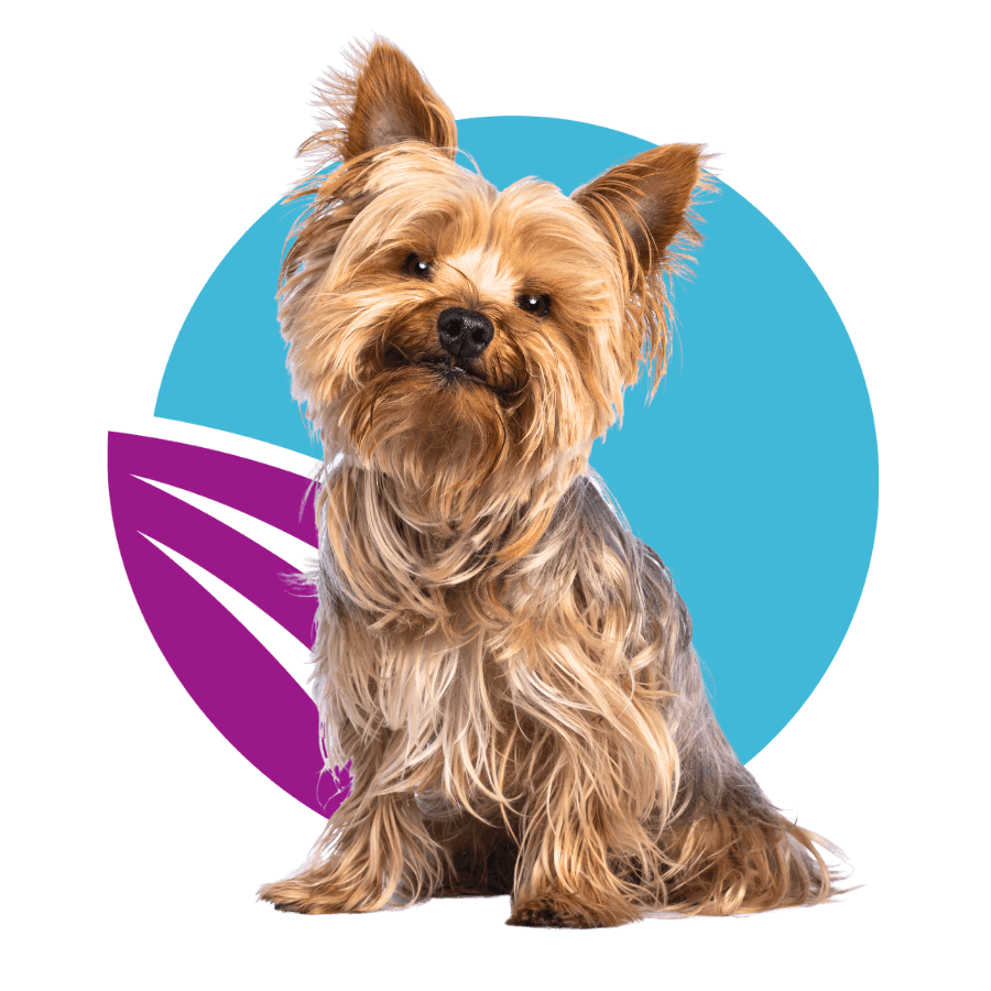 baby-goat-in-front-of-abstract-purple-and-blue-circle-design-900px-1 cat reaching up and to the right surrounded by paw and yarn doodles