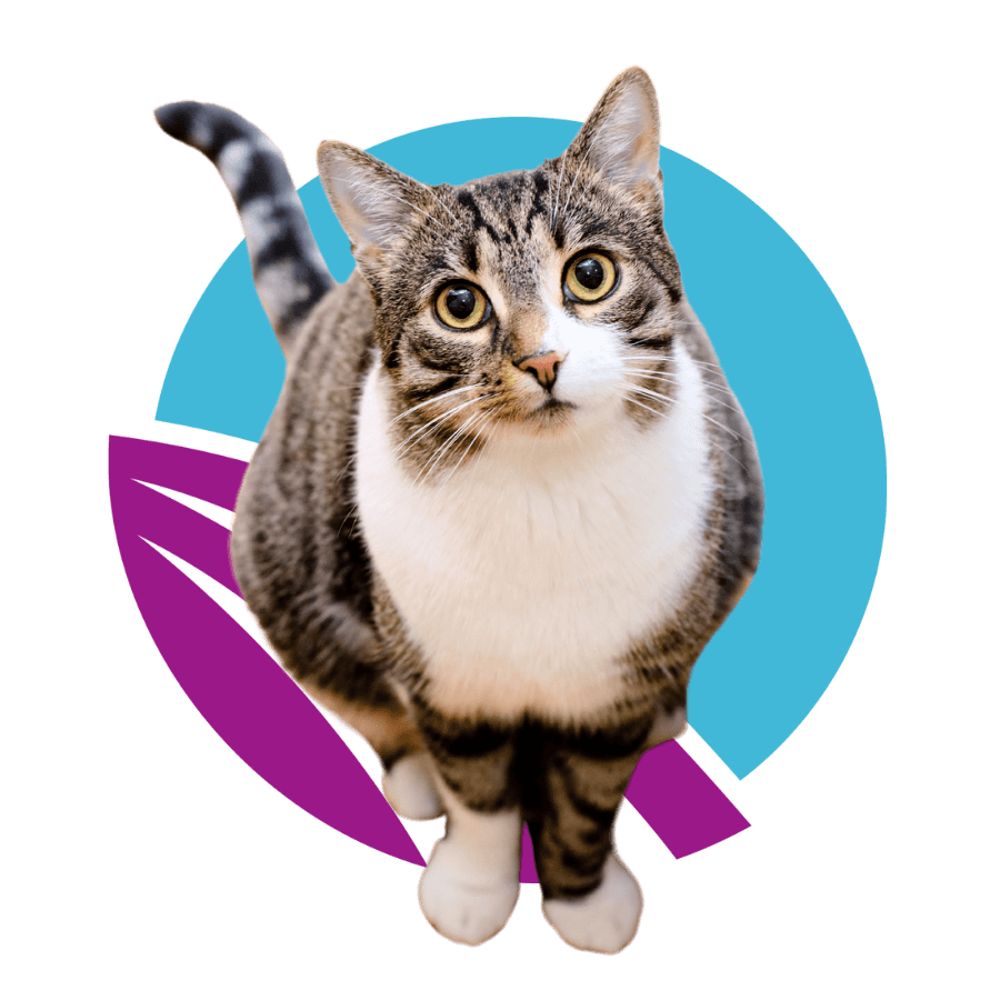 baby-goat-in-front-of-abstract-purple-and-blue-circle-design-900px-1 cat reaching up and to the right surrounded by paw and yarn doodles