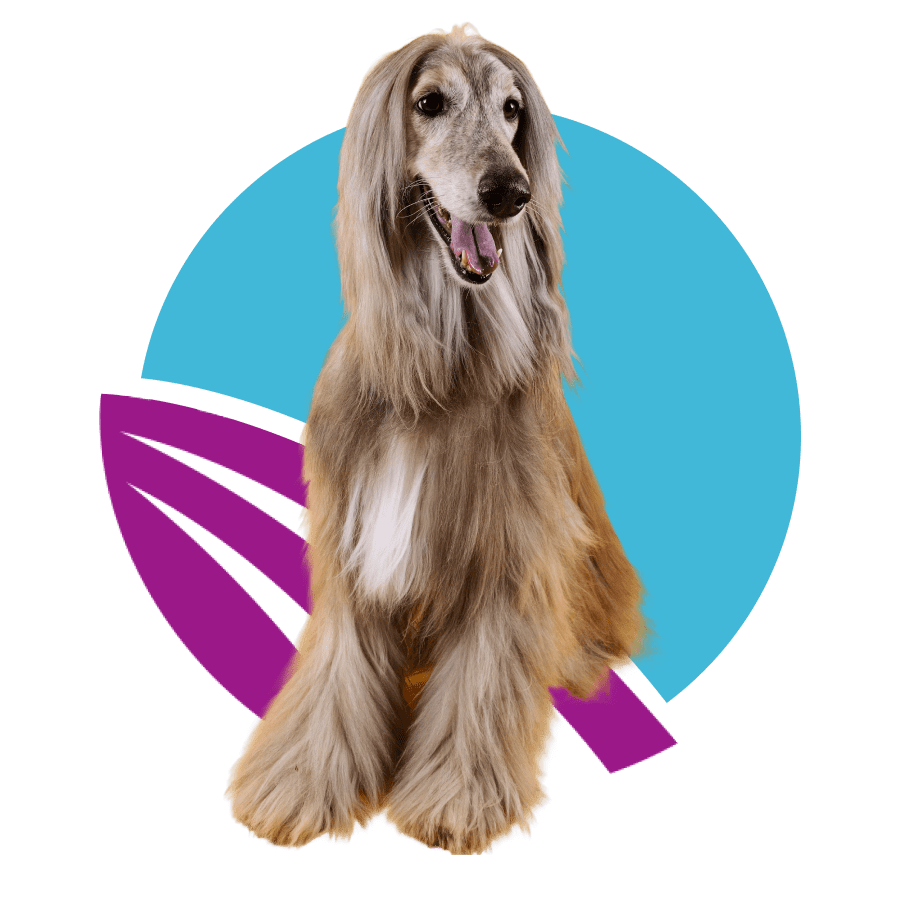 A-light-brown-dog-front-of-abstract-purple-and-blue-circle-design-900px a full-body shot of an Afghan Hound against an abstract purple and blue circle design.