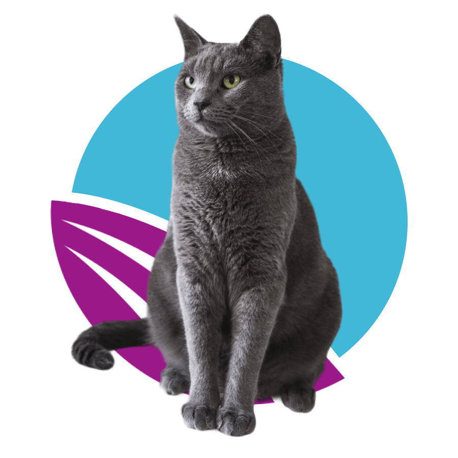 a-black-cat-front-of-abstract-purple-and-blue-circle-design-900px A Russian Blue cat sitting.