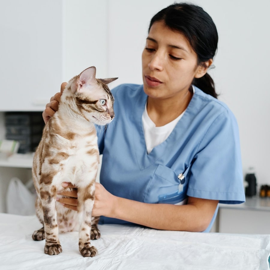 A young adult female veterinarian in blue scrubs is shown palpating a cat on an examination table in an exam room.