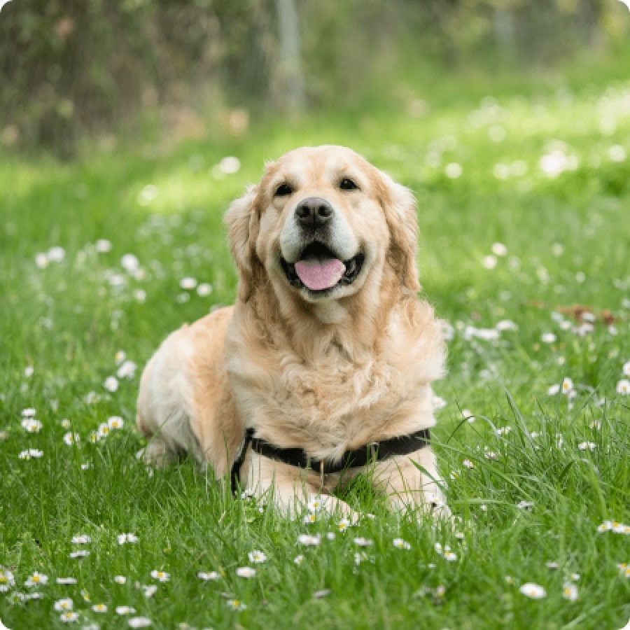 A Golden Retriever lying in a field of grass and small white flowers.