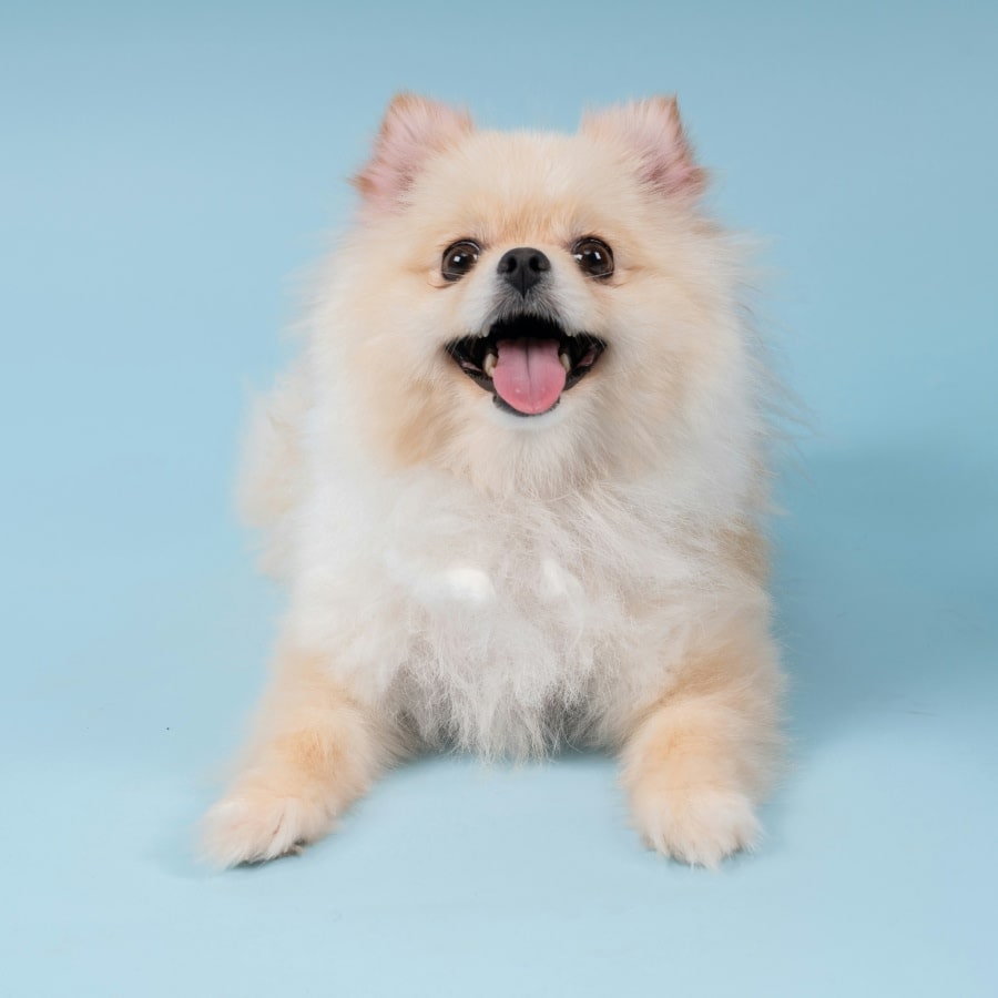A light-colored Pomeranian or German Spitz lying down against a light blue background.