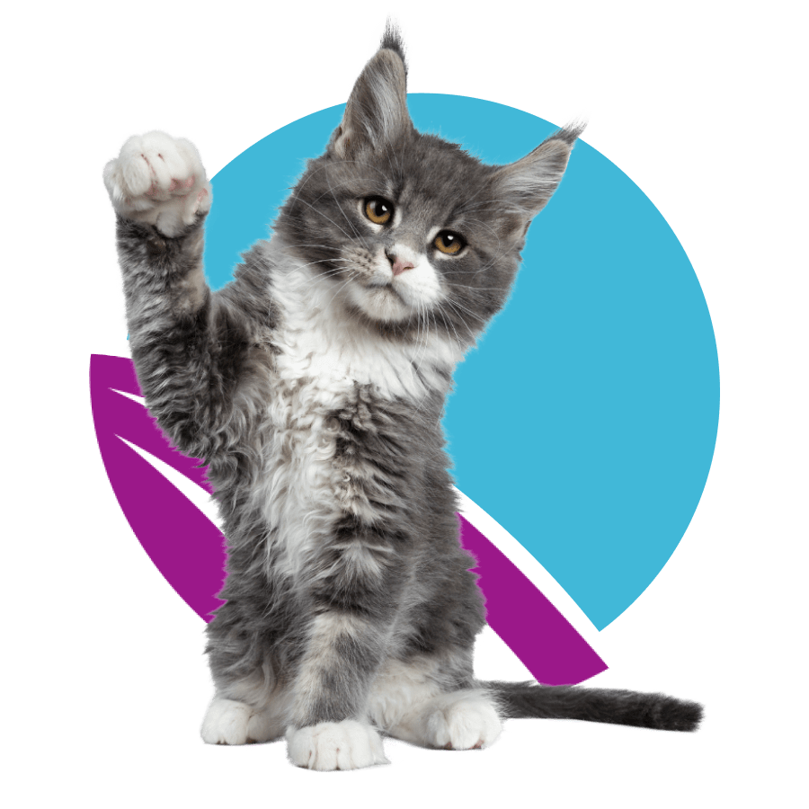a-maine-coon-cat-front-of-abstract-purple-and-blue-circle-design-900px A Maine Coon kitten with grey and white fur, posed against a background with a blue circle and a purple.