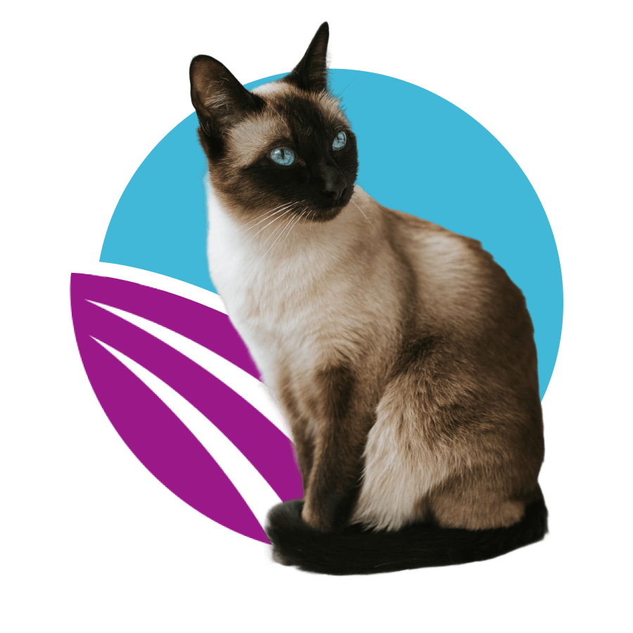 a-siamese-cat-front-of-abstract-purple-and-blue-circle-design-900px A Siamese cat front of abstract purple and blue circle design.