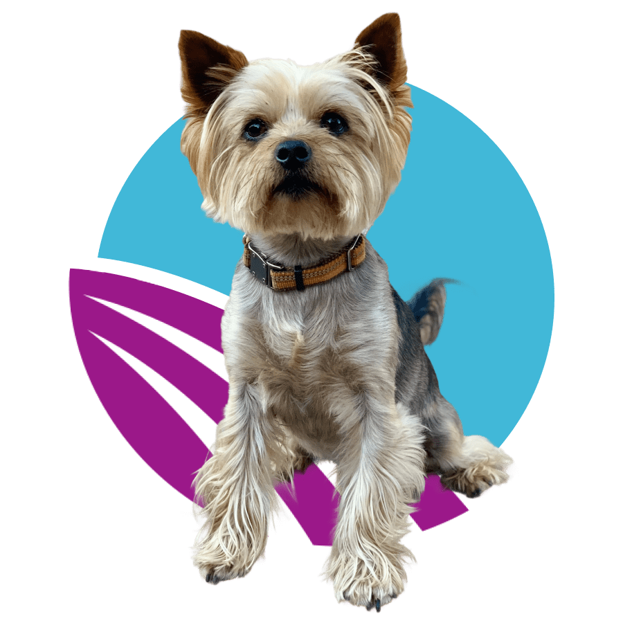 a-yorkie-front-of-abstract-purple-and-blue-circle-design-900px A Yorkie front of abstract purple and blue circle design.