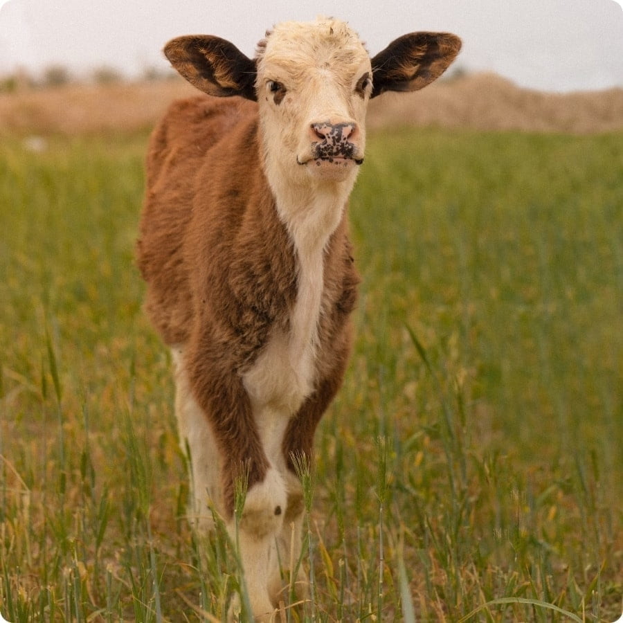 A young domestic cow.