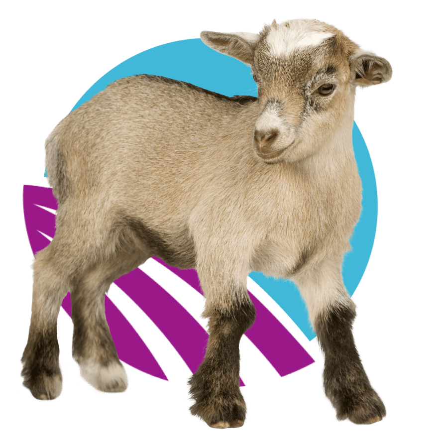 baby-goat-standing against-abstract-purple-and-blue-circle-design-900px a light brown and gray baby goat standing against a background that is blue and purple.