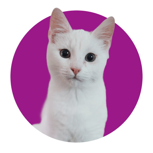 A cat inside purple circle