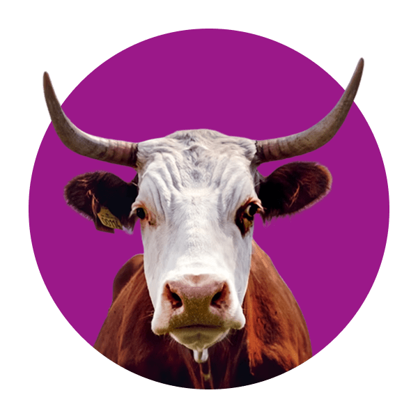 A cow inside purple circle