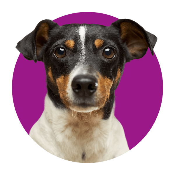 A dog inside purple circle