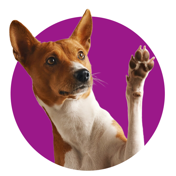 Dog sitting inside of a purple circle shape