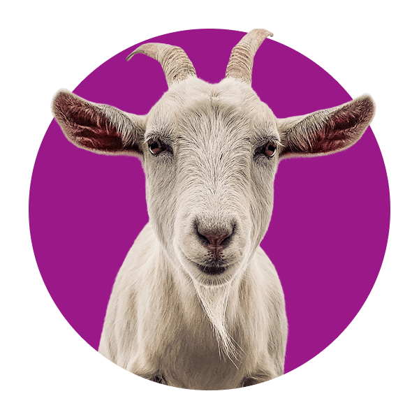 A goat inside purple circle