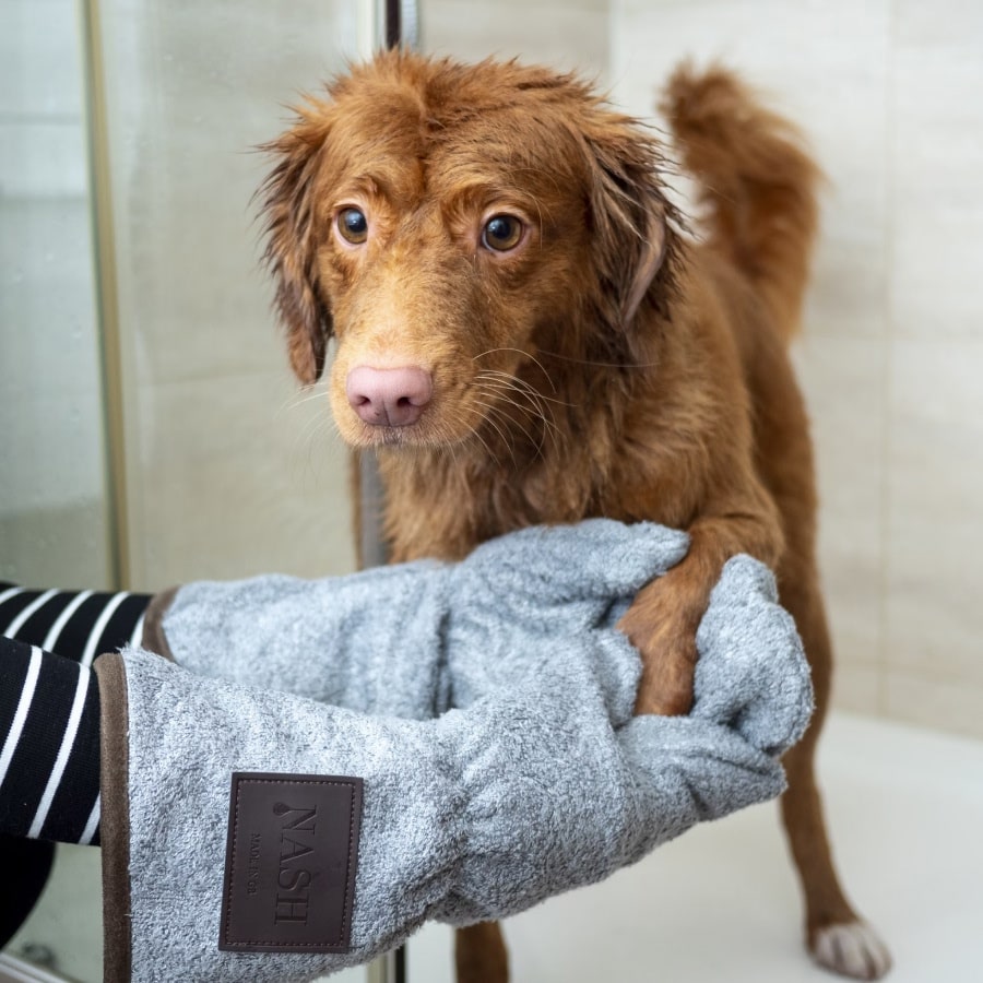 Golden retriever standing in a bathroom.