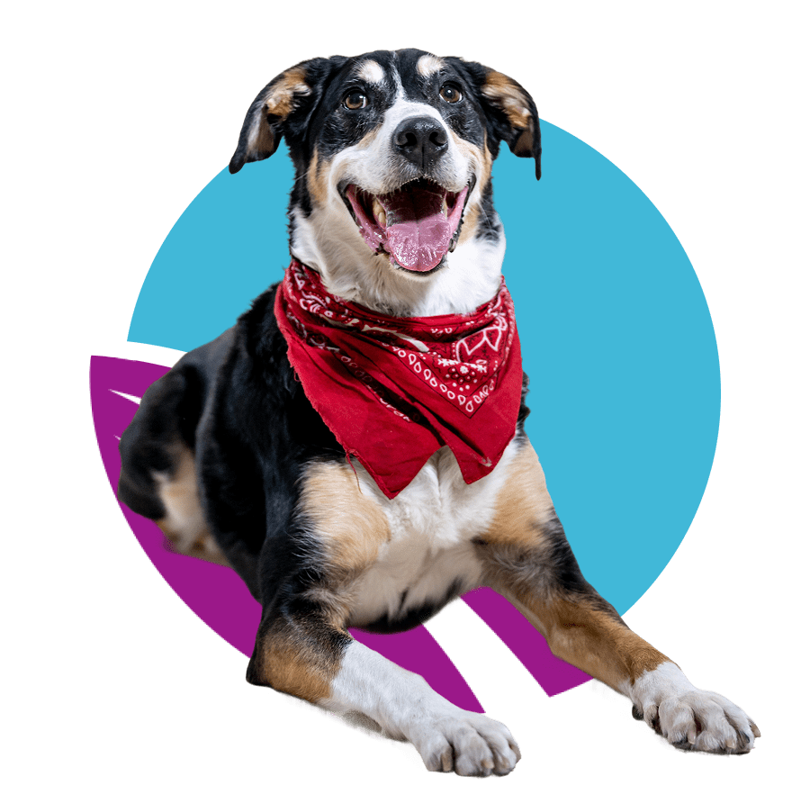 medium-sized-black-dog-in-front-of-abstract-purple-and-blue-circle-design-900px-1 The dog is lying down with its front paws extended and is wearing a red bandana around its neck