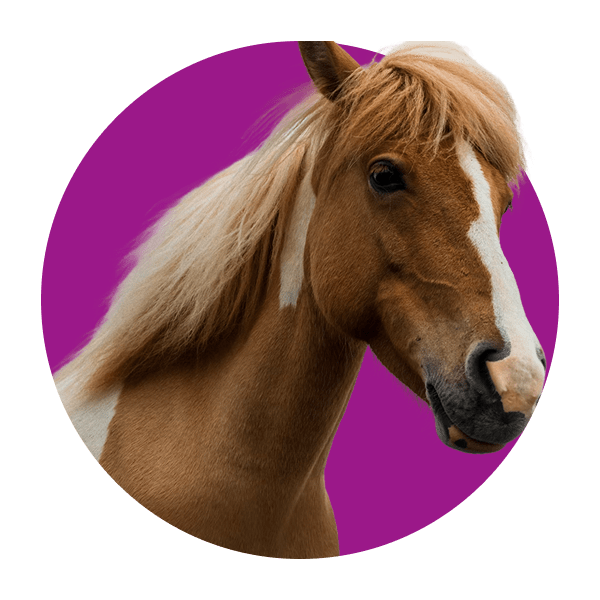 Medium sized horse inside purple circle