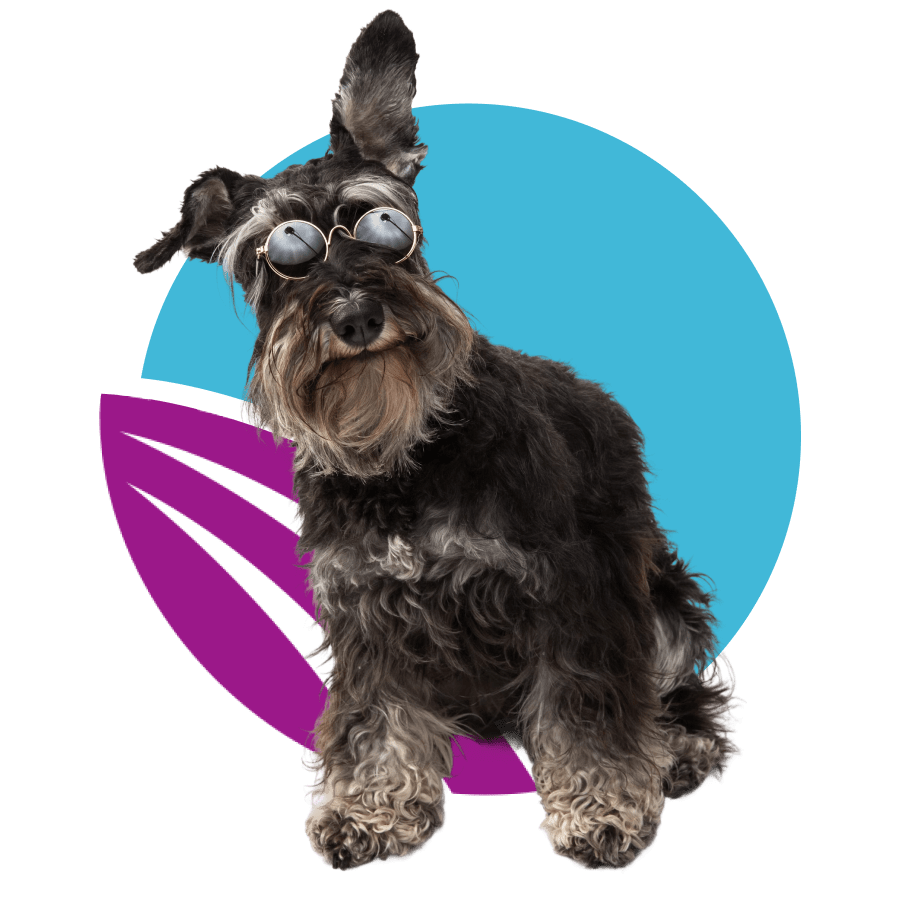 medium-sized-miniature-schnauzer-inside-purple-circle-900px A seated Miniature Schnauzer wearing round-rimmed glasses.
