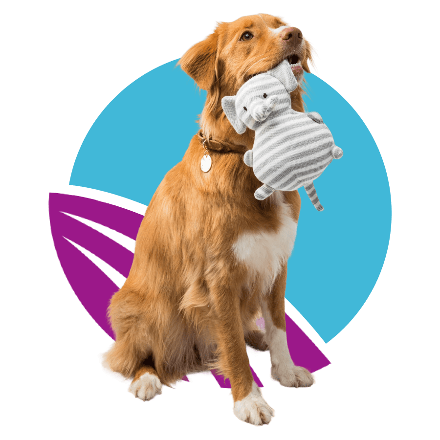 medium-sized-retrieverin-front-of-abstract-purple-and-blue-circle-design-900px Retriever sitting and holding a gray and white striped stuffed elephant toy in its mouth.