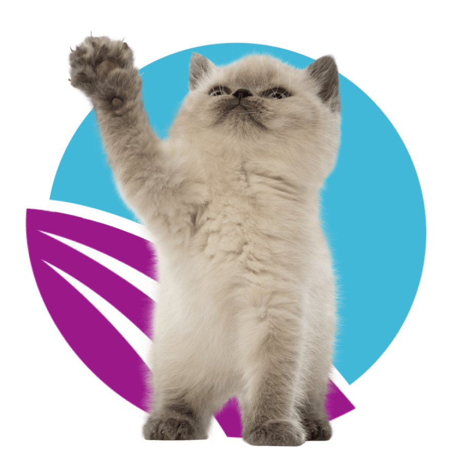 small-cat-front-of-abstract-purple-and-blue-circle-design-900px A light grey British Shorthair kitten stands with its right paw raised against a background featuring a blue circle and a purple and black graphic element.