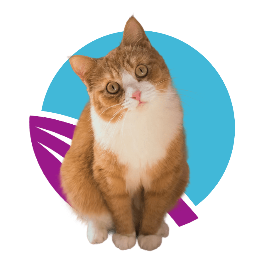 small-cat-orange- front-of-abstract-purple-and-blue-circle-design-900px a ginger and white tabby cat with green eyes, sitting front of abstract purple and blue circle design