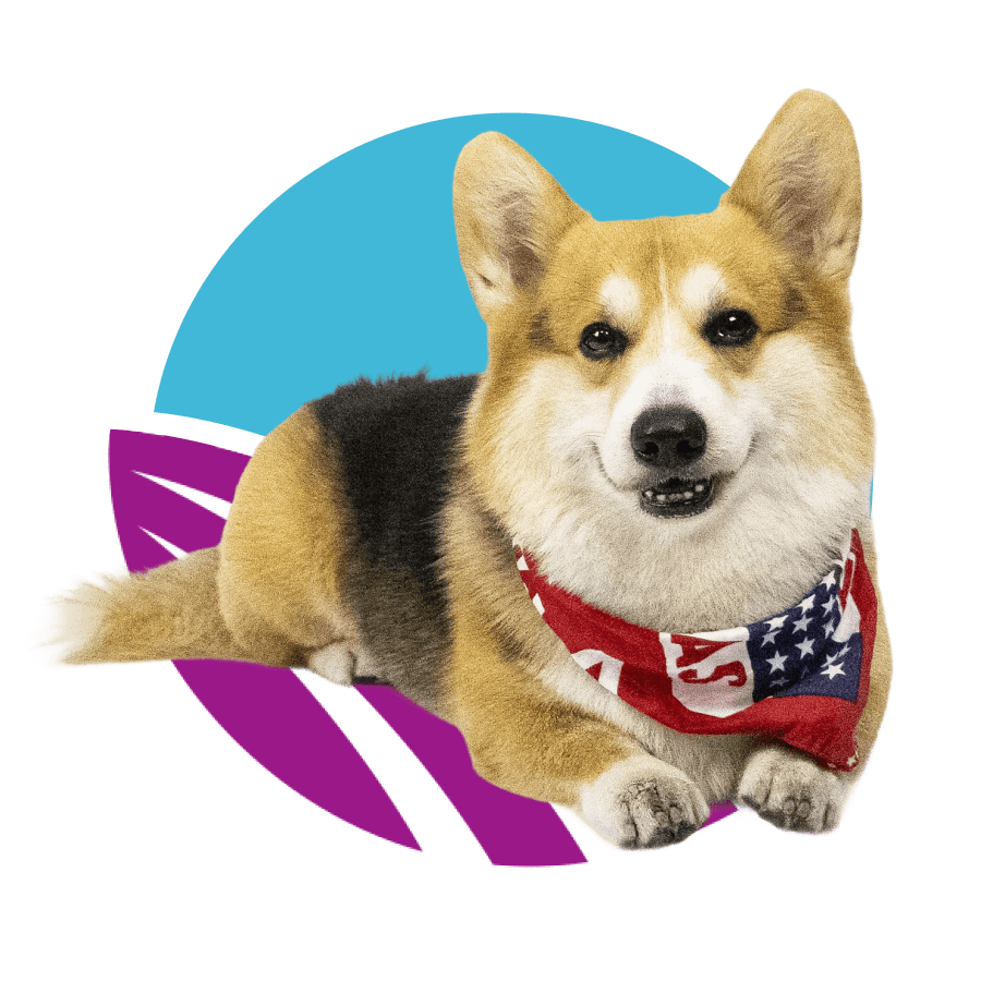 welsh-corgi-sitting-front-of-abstract-purple-and-blue-circle-design-900px A Welsh Corgi sitting against a abstract purple and blue circle design.
