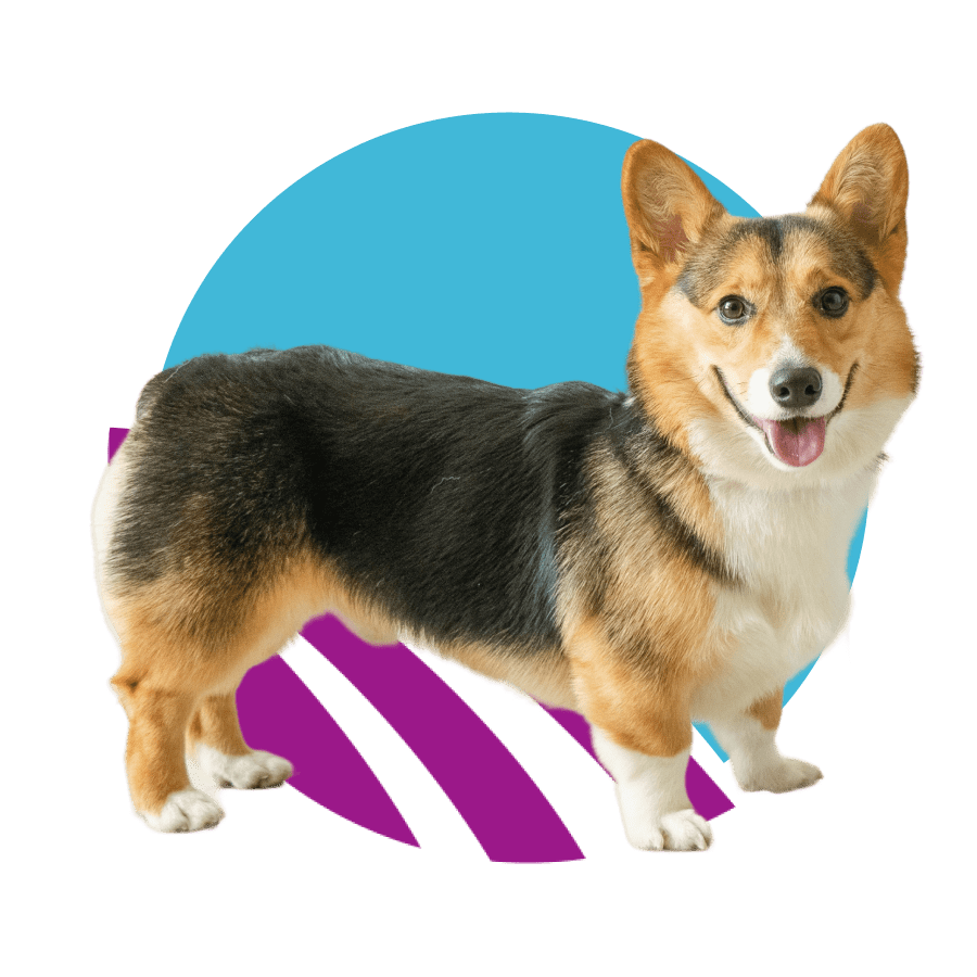 a-pembroke-welsh-corgi-inside-purple-circle-900px a Pembroke Welsh Corgi standing against abstract purple and blue circle design.