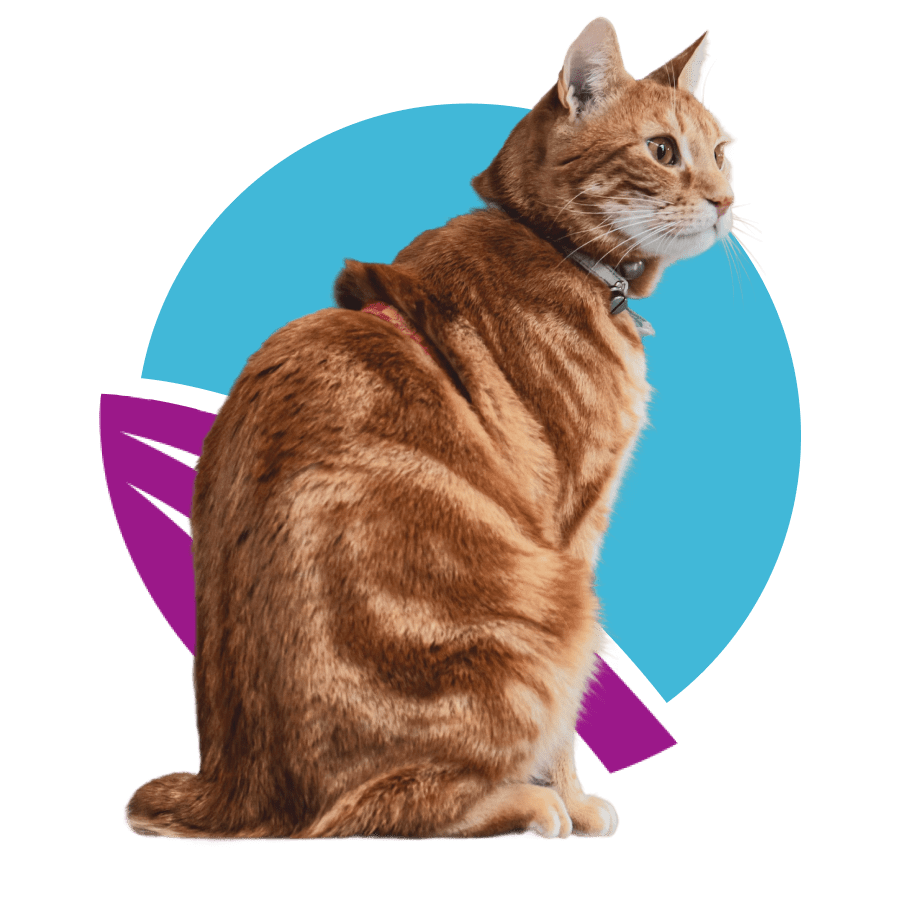 an-orange-tabby-cat-sitting-front-of-abstract-purple-and-blue-circle-design-900px an orange tabby cat sitting front of abstract purple and blue circle design.