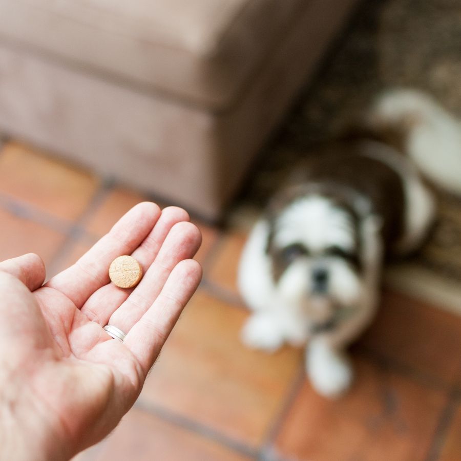 closeup of hand holding pill while dog looks at the hand in the background