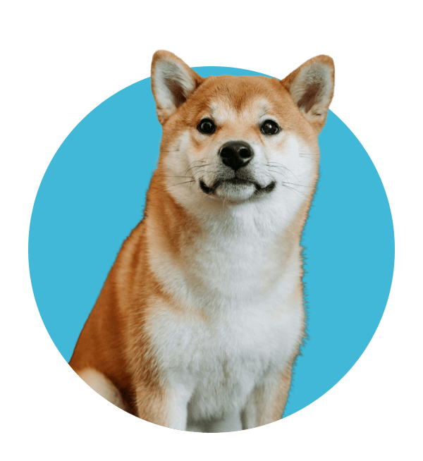 Happy dog