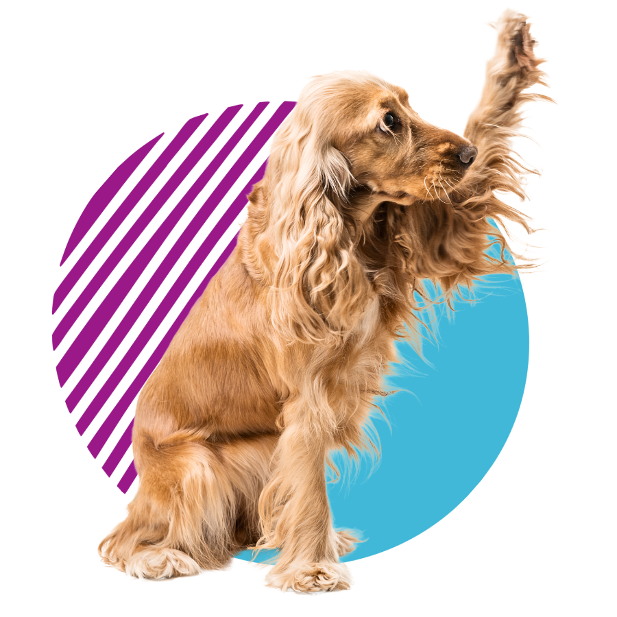 long-haired-dog-in-front-of-abstract-purple-and-blue-circle-design-900px long-haired dog sitting front of abstract purple and blue circle design.